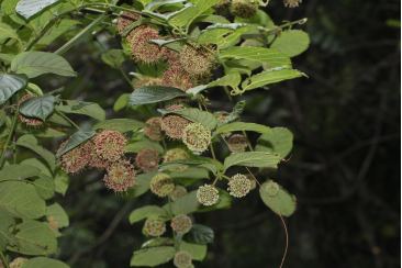 250106加强种质资源保护,夯实生态文明基础——江门市自然资源局召开种质资源调查考察现场会 (5).png