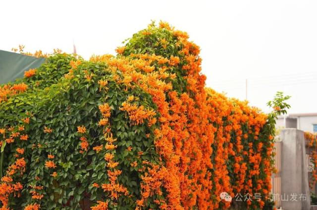 冯铭军 摄 冯铭军 摄