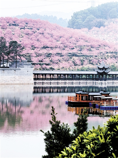 春节期间，来苏村30多公顷紫花风铃木惊艳绽放。鹤山市委组织部供图