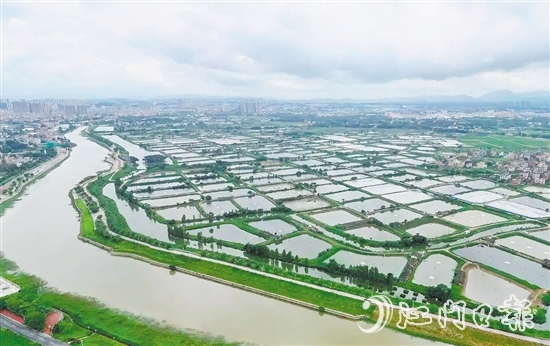 古劳镇发动鱼塘养殖户开展鱼塘清淤，推动鱼塘养殖增产增收。