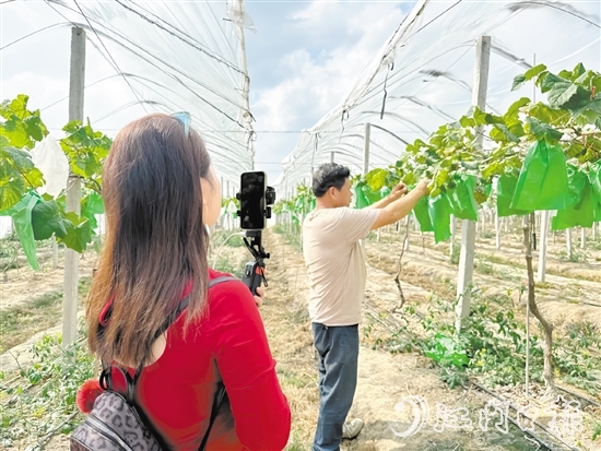 专业主播手持手机在农场直播带货。