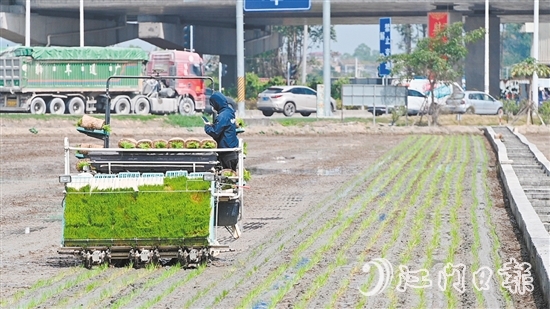 随着机器开动，秧苗按照设定好的间距和深度被整齐地插进田间。