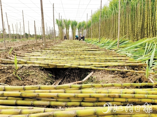 桥美村种植黄皮果蔗已有150多年历史。