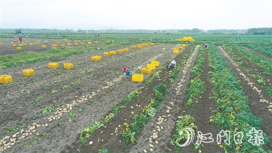 恩平是广东省内一流的马铃薯生产基地，“土豆米”项目的落地，将显著提升恩平马铃薯的附加值，完善产业链条，推动产业升级。