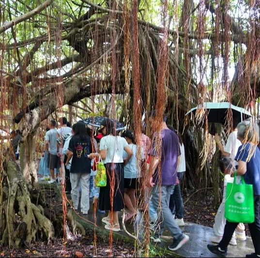 250821江门市自然资源局举办 “古树公园探秘行动” 聚焦绿色古董守护与科普 (19).jpg