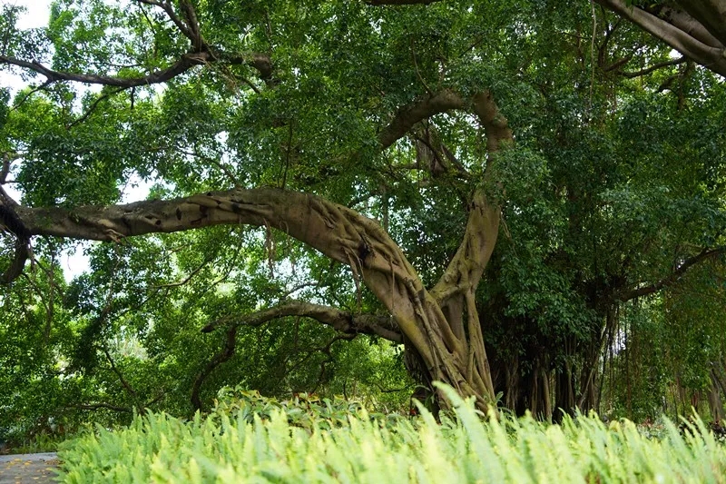 250821江门市自然资源局举办 “古树公园探秘行动” 聚焦绿色古董守护与科普 (31).jpg